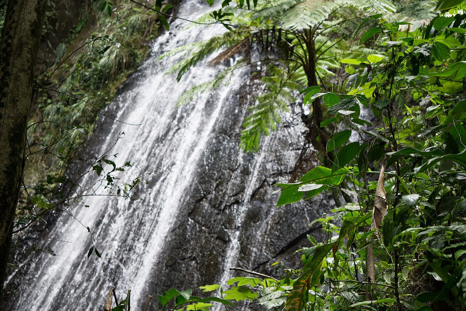 El Yunque National Forest